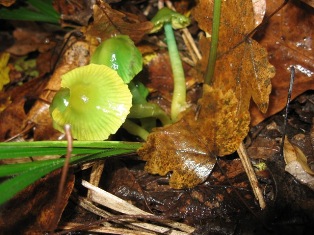 зеленый гриб - Харьковский лесопарк .