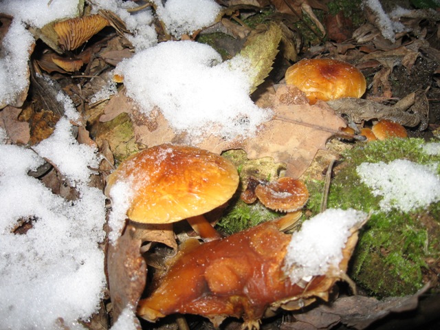 зимний гриб под снегом